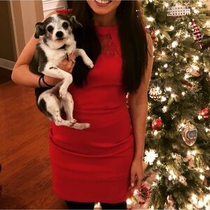 Express Fitted Dress with Lace Detail